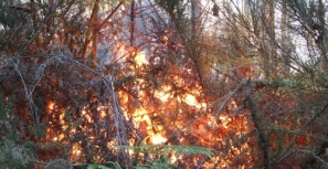 Incêndio de grandes dimensões em Travassós